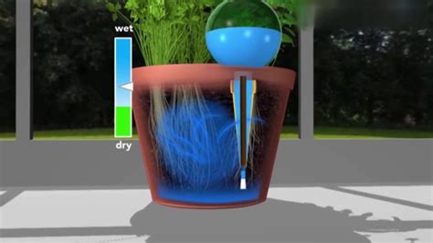 The Secret to Lush and Vibrant Plants: Snap Magic Aqua Globes Unveiled